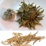 Chá branco: rico em antioxidantes e mais saúde para o corpo