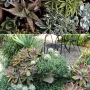 Plantas que inspiram: decoração com suculentas